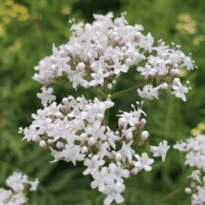 Close-up of delicate white flowers with green foliage background.